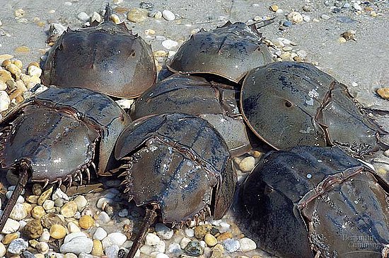 Irrelevant Musings by a MadJellyfish Limulus the Irrelevant Musings by a MadJellyfish Limulus the